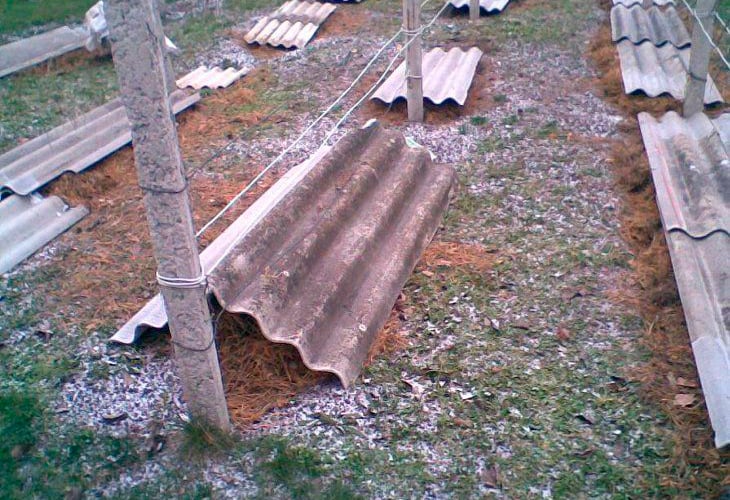 Укрытый виноград