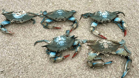 На Одесчине фиксируют рост инвазивных крабов — есть ли угроза - 285x160