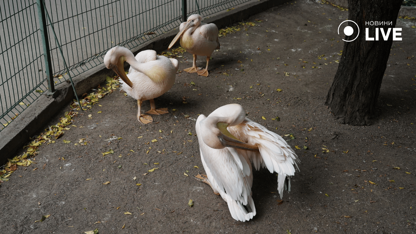 Pelicans in the Odessa Zoo. Photo: News.LIVE/Yulia Braslavska
