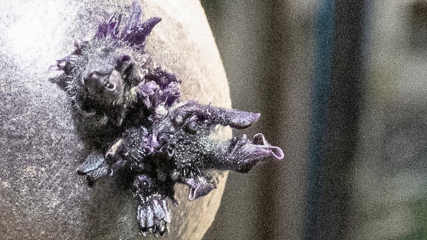 Астронавт с МКС показал фото ужасного объекта с "щупальцами"