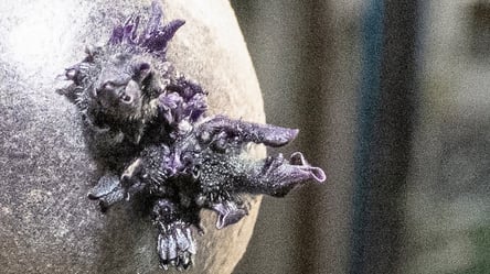 Астронавт з МКС показав фото жахливого об'єкта з "щупальцями" - 285x160