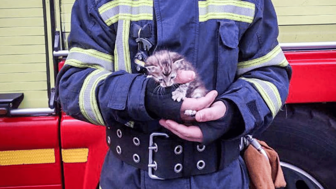 Одесские спасатели сняли котенка с крыши дома — подробности операции