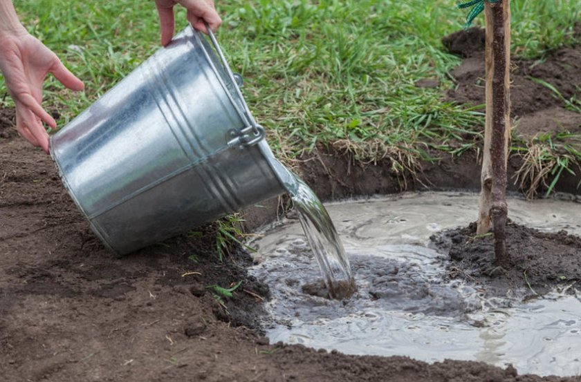 Процесс подкормки молодого дерева в саду.