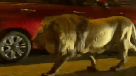 В Италии поймали льва, который бродил по улицам - 285x160