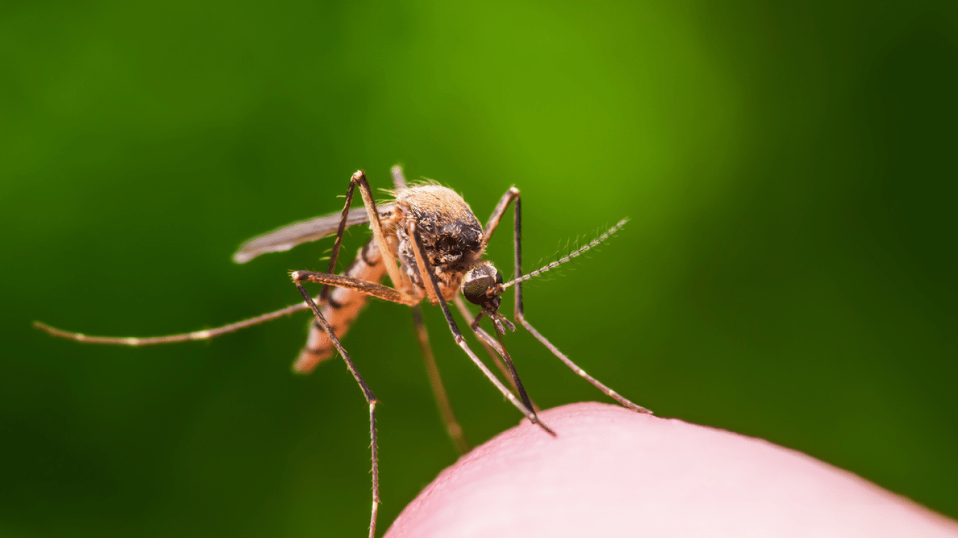 Вчені розповіли, кого найчастіше кусають комарі