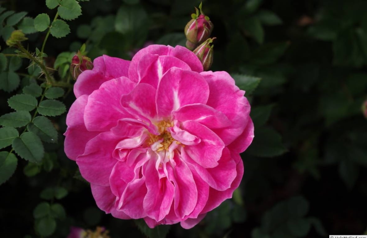 Яку паркову троянду посадити в саду — Вільям Баффін