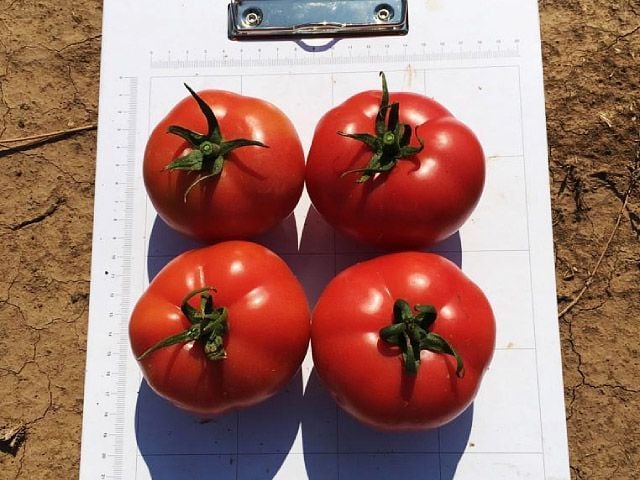 Красные помидоры