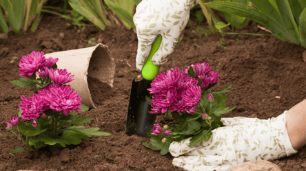 Смогут даже неопытные садоводы: как легко вырастить пышные хризантемы из семян - 285x160