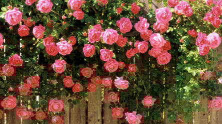 Помилки при обрізанні плетистих троянд восени — як уникнути - 285x160