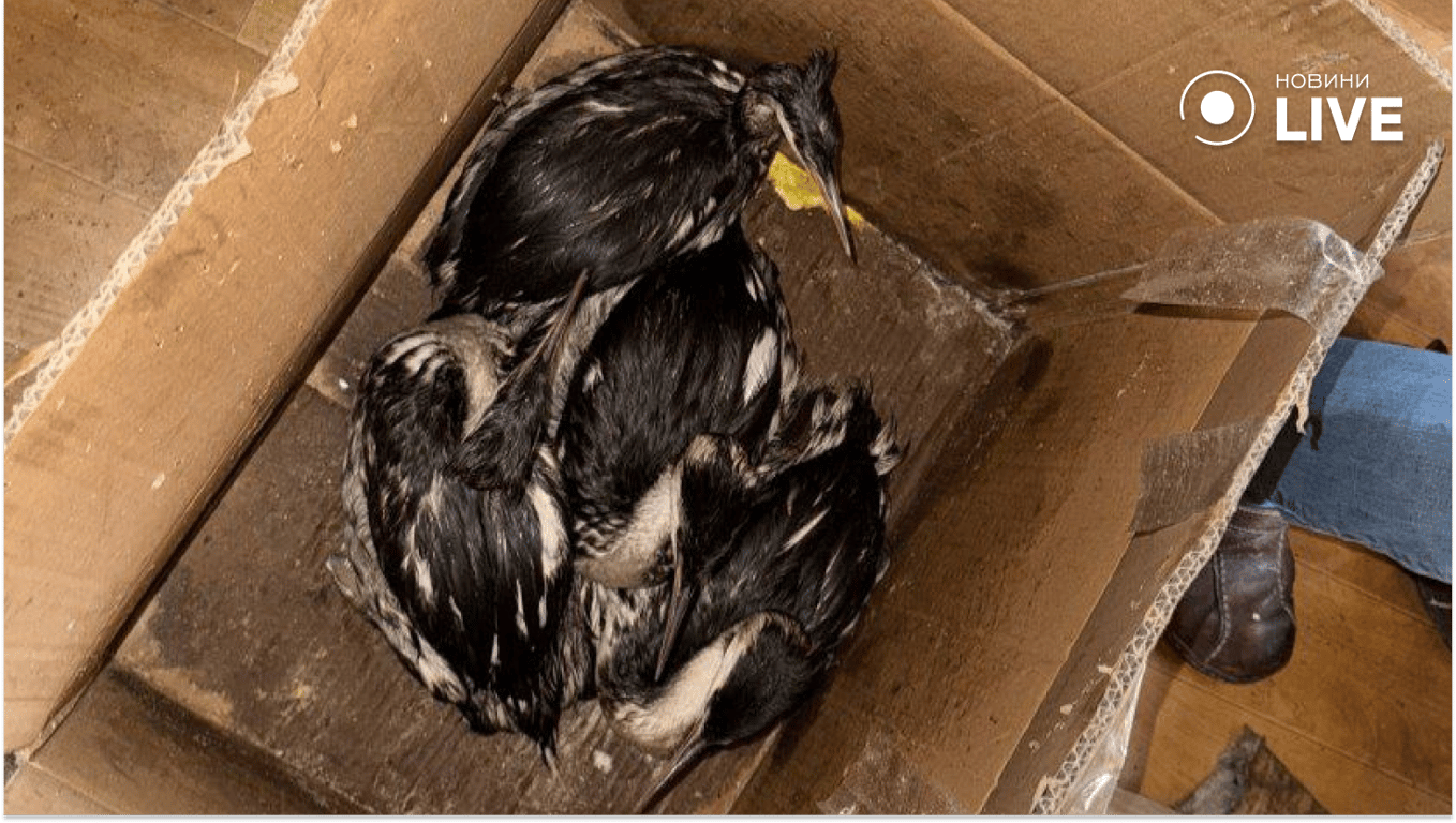 Наслідки витоку олії в море