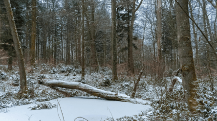 Дрова для опалення — що можна брати в лісі без дозволу у 2026 році - 285x160