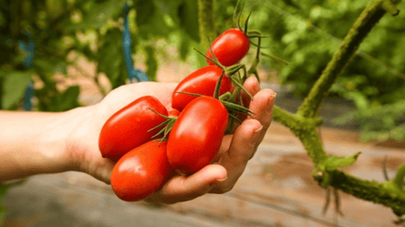 Врятуйте помідори від шаленої спеки, доки вони не перетворилися на засохлі плоди - 285x160