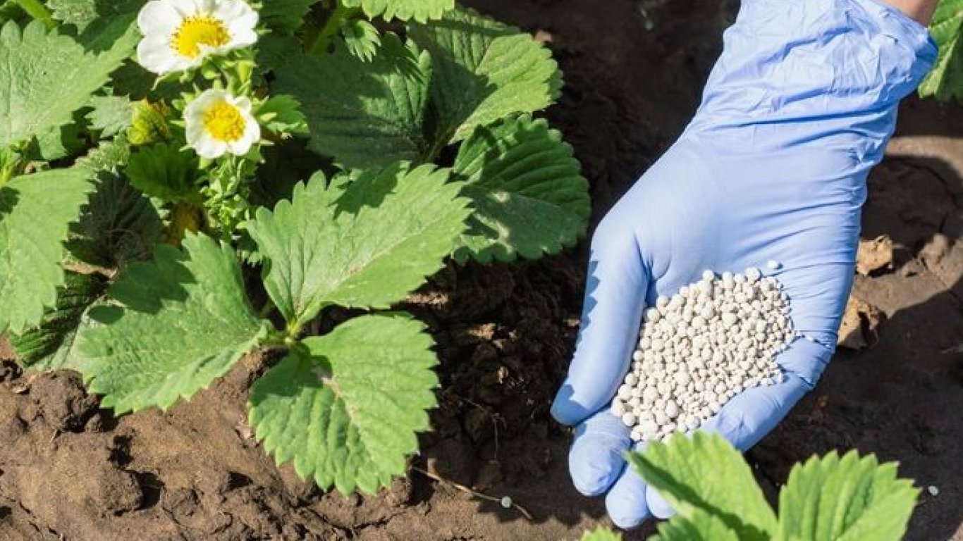 Людина підживлює полуницю на грядці. 