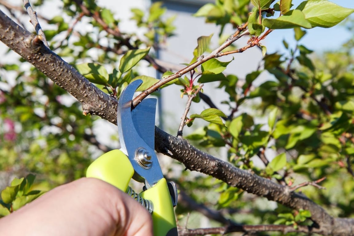 Обрезка дерева