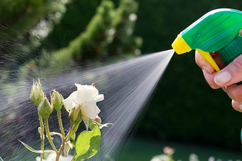 Опрыскивание розы