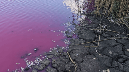 В Одесской области водоем стал розовым — в чем причина - 290x166