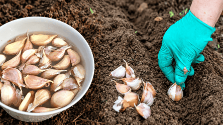 Чем обработать озимый чеснок перед посадкой, чтобы он не сгнил - 285x160