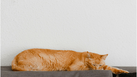 Оренда квартири з твариною — в UAnimals пояснили проблему - 285x160