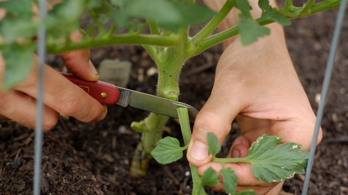 Обрезка листьев помидоров