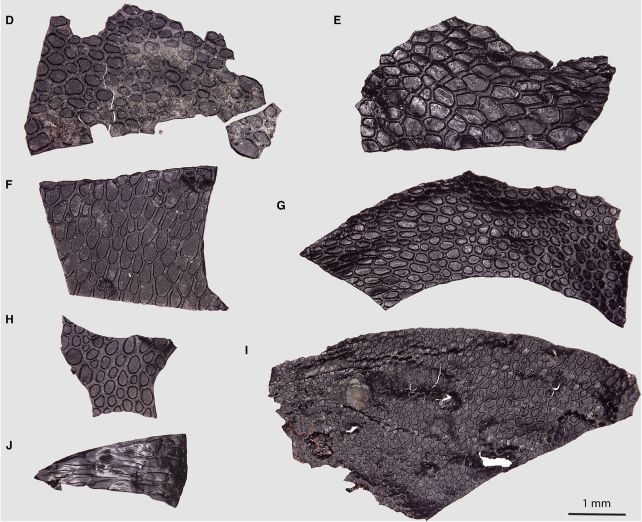 Вчені знайшли скам'янілу шкіру невідомої істоти, що жила задовго до динозаврів