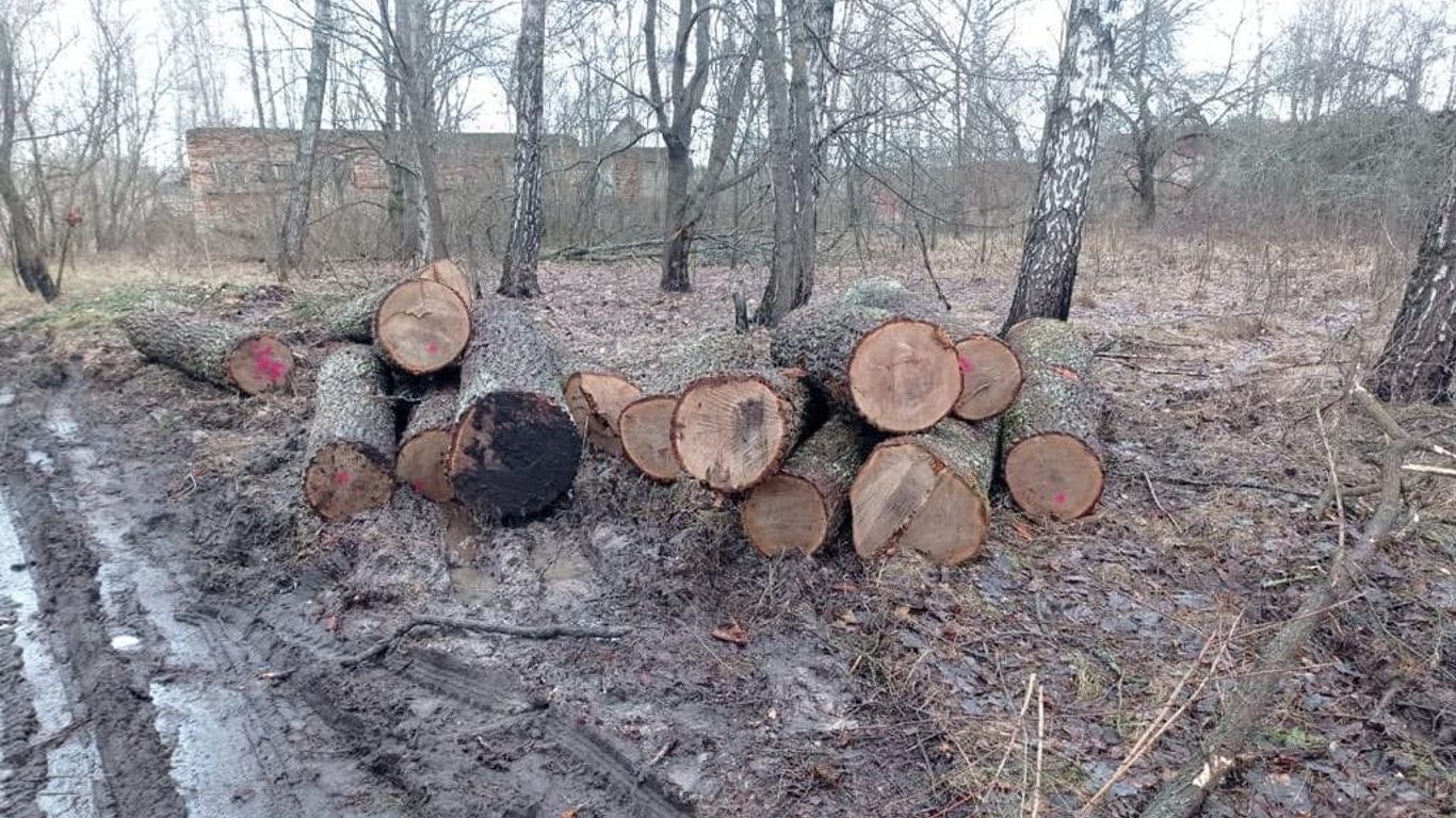 Незаконна вирубка лісу у Чорнобилі - хто за цим стоїть, масштаби чорного бізнесу