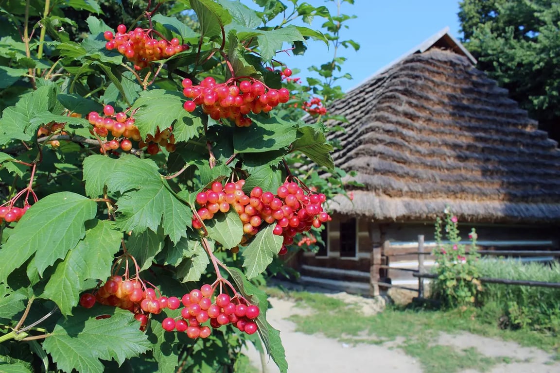Які кущі посадити біля дому, щоб залучити щастя — калина