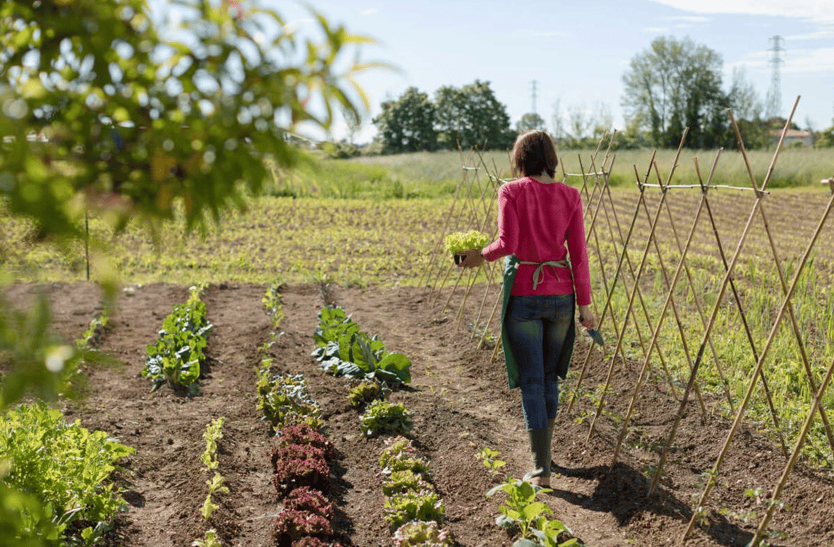 Чи можна працювати на городі або в саду на Медовий Спас