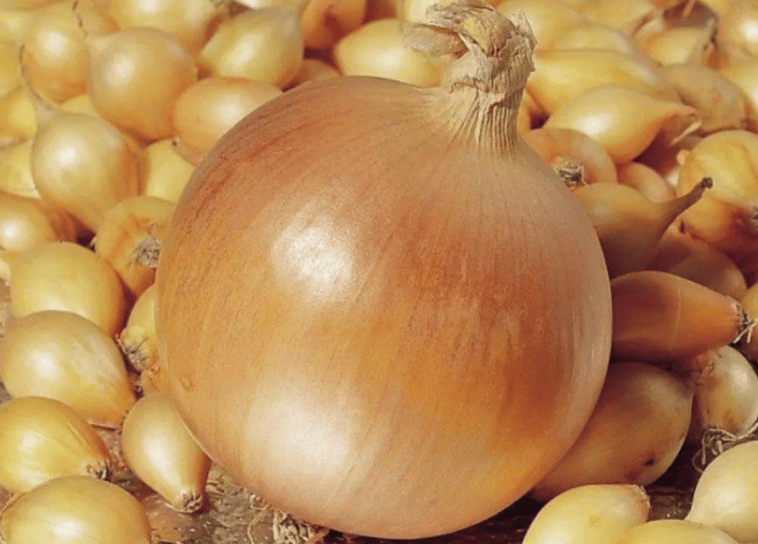 Сорт "Геркулес F1"