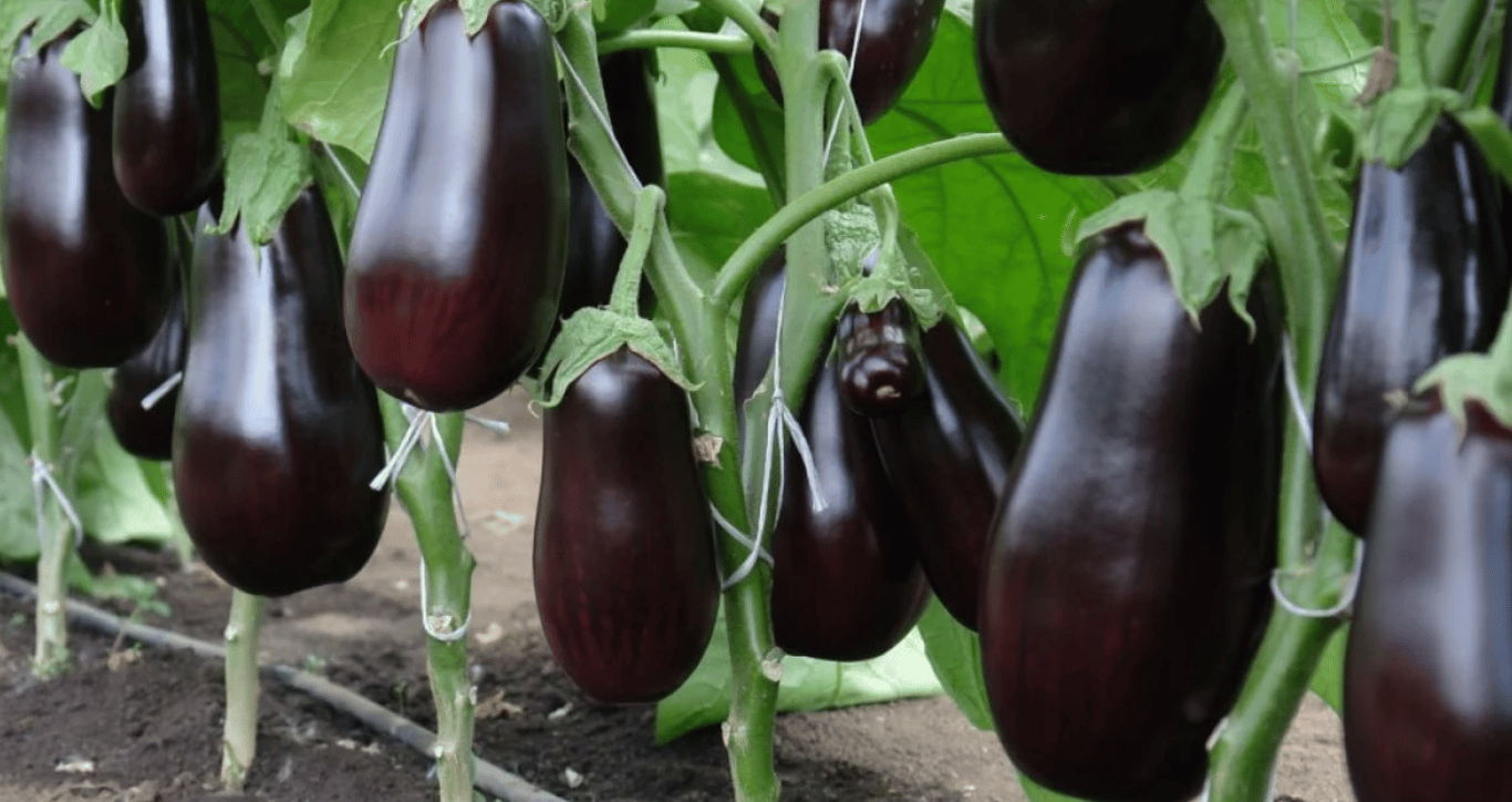 баклажани ростуть на грядці.