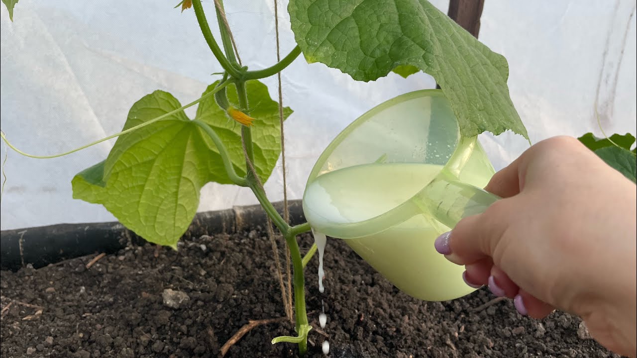 Подкормка огурцов на огороде