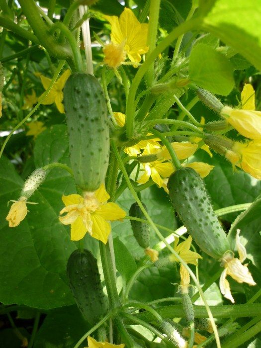 Забудете про "пустоцвіти" на огірках — лайфхак для городників - фото 1