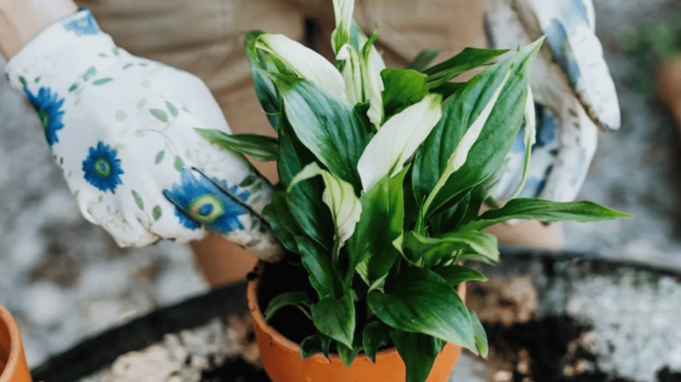 Як позбутися плісняви на кімнатних рослинах і чим вона небезпечна
