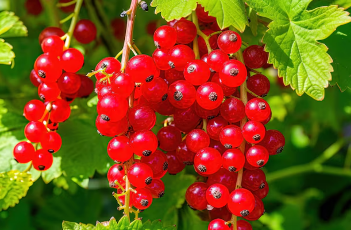 Много красной смородины на ветке