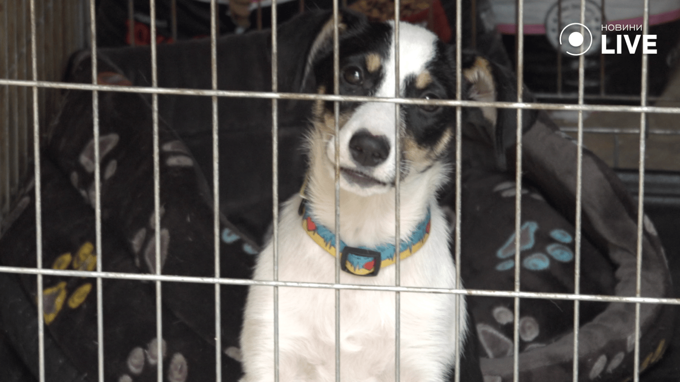 Собака сидить у вольєрі 