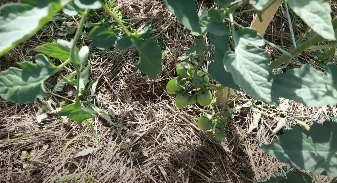 Урожай томатов на огороде