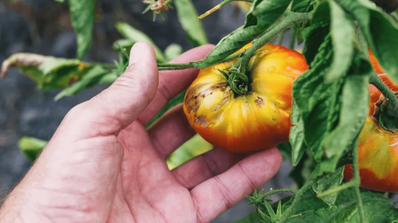 Ознаки наявності фітофторозу на помідорах.