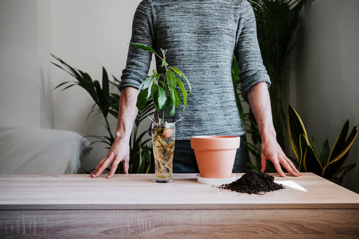 Як правильно посадити авокадо