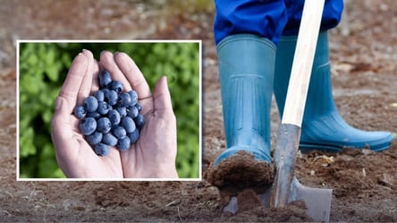 Закопайте це під лохину в березні і кущі засиплять вас ягодами - 285x160