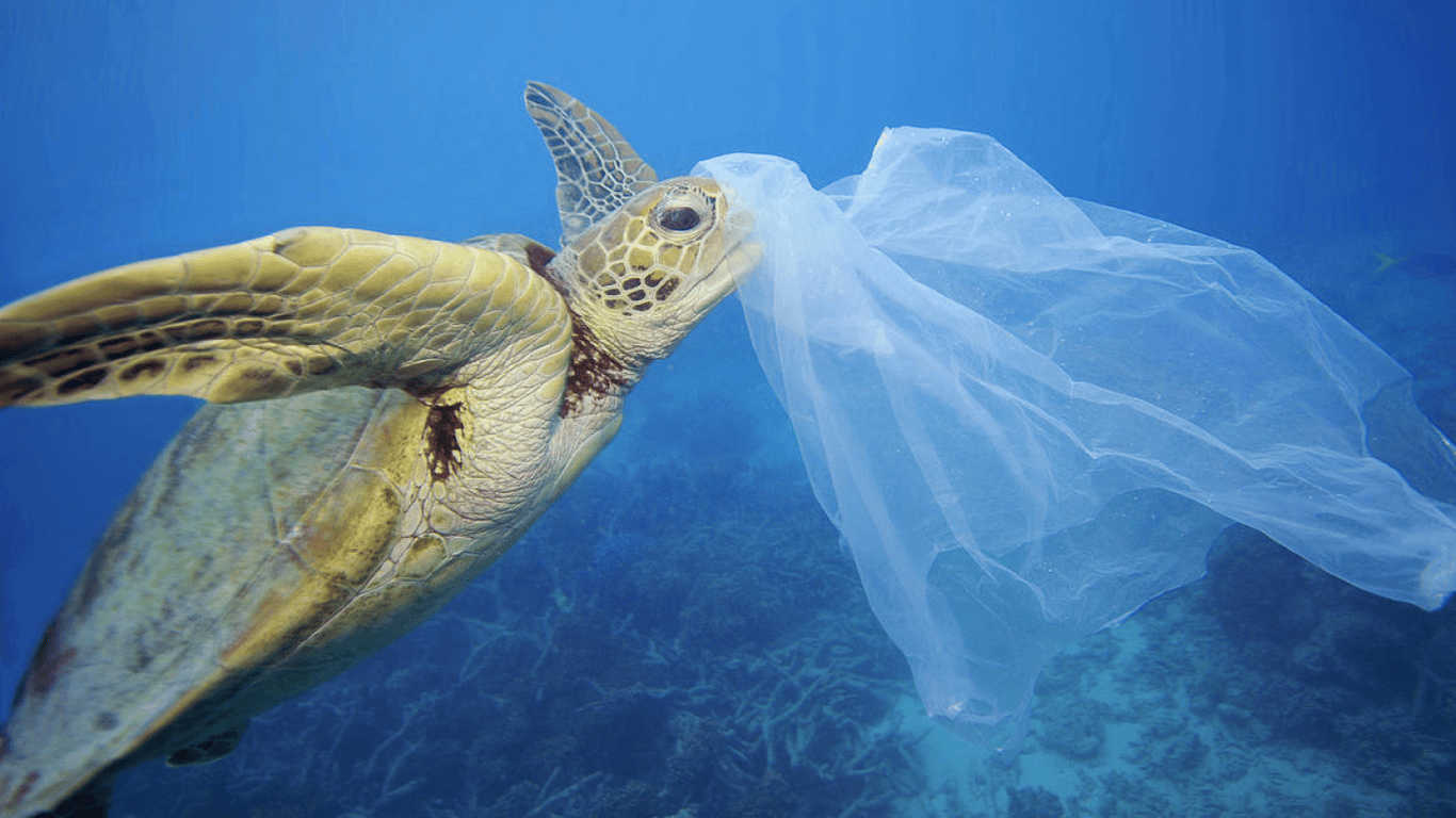 Ученые обнаружили морское животное, которое очищает океан от пластика