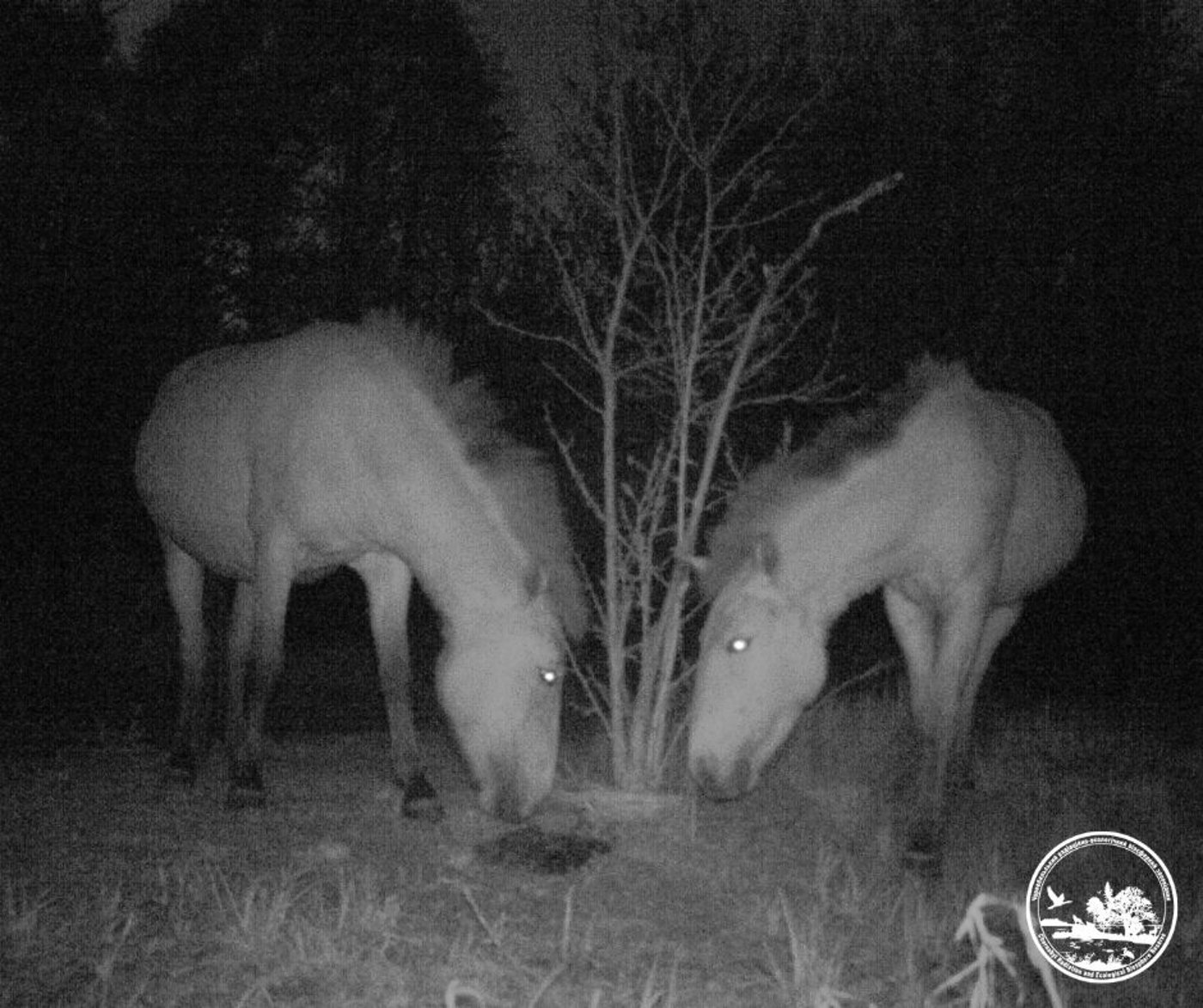 Рідкісні коні у Чорнобилі