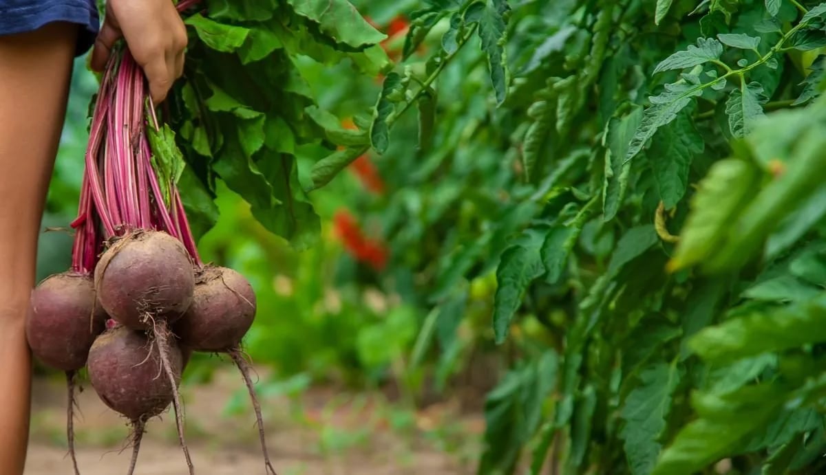 Як правильно викопувати буряк