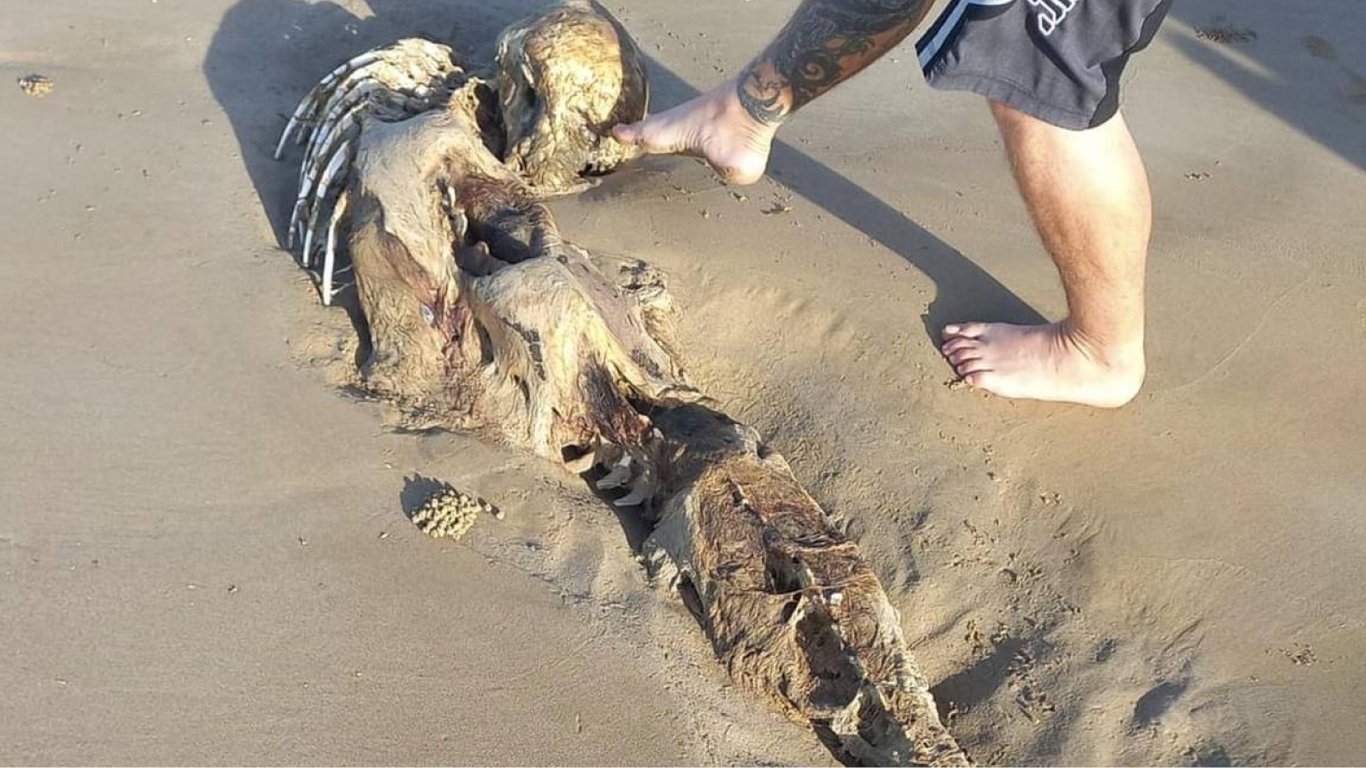 Думали, что это скелет русалки: что известно о необычной находке в Австралии