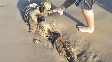 Думали, что это скелет русалки: что известно о необычной находке в Австралии - 285x160