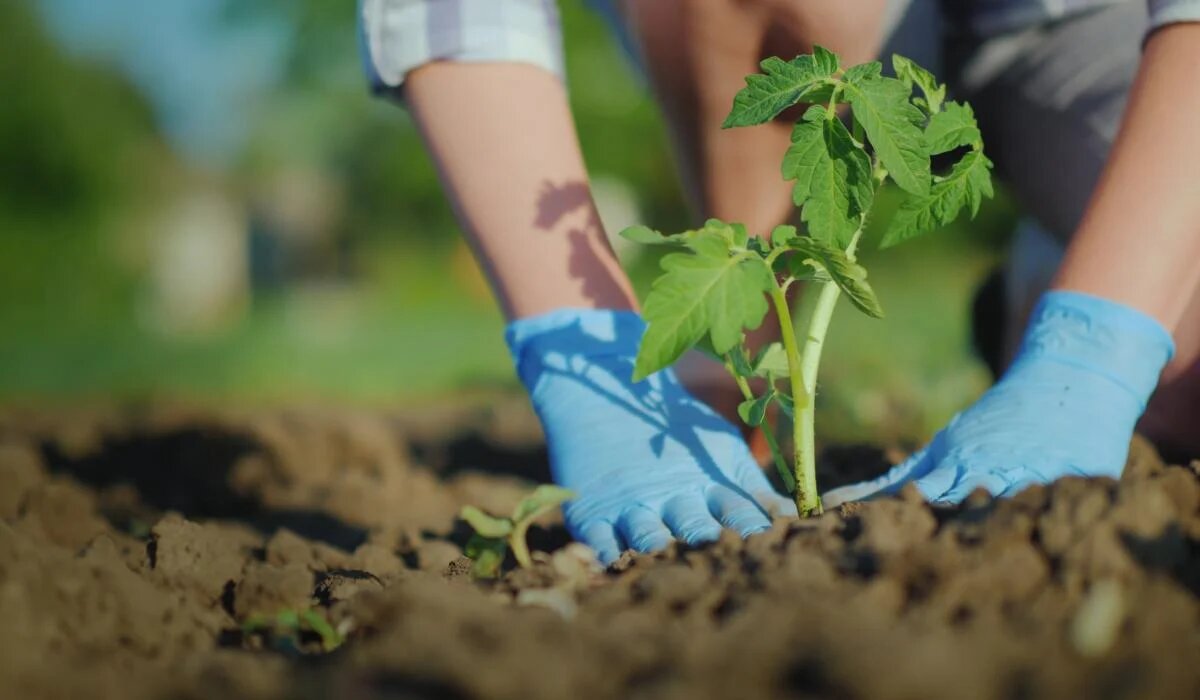 Дачник, сажающий помидоры