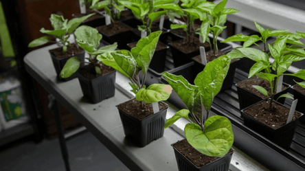 Баклажаны взойдут как на дрожжах — главный способ посева - 285x160