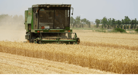 Україна втрачає зернові — скільки вдасться зібрати у 2025 році - 285x160