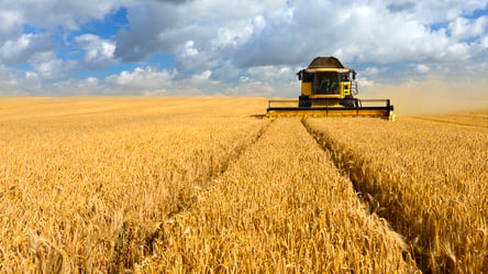 Ціни на зерно в Україні: скільки коштує ячмінь у серпні - 285x160