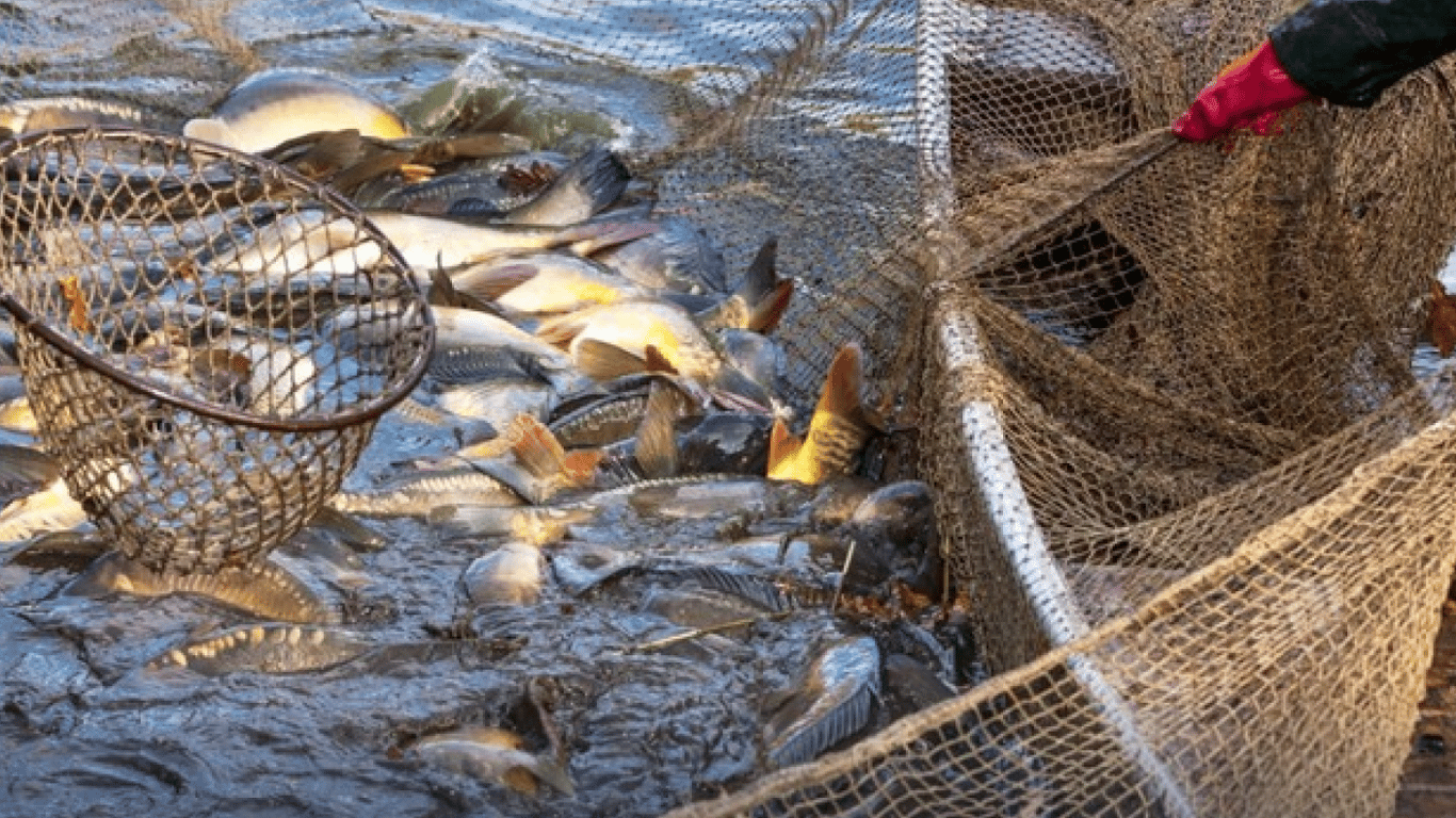 Рыбному хозяйству Одесщины нанесен ущерб на 1 млн грн