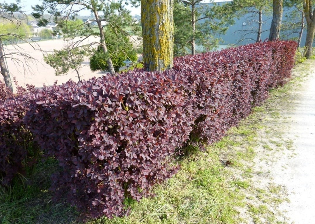 Оттавский барбарис "Суперба"