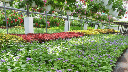 В Одессе озеленители готовятся к высадке летних цветов в местах отдыха горожан - 290x166